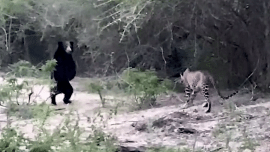 Urso é visto em pé ao se encontrar com leopardo no Sri Lanka - Reprodução de vídeo