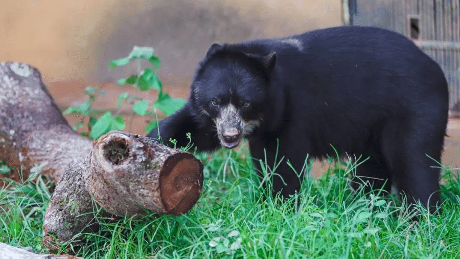 Liz ficará em área isolada do Zoológico de Brasília até entrar em contato com o urso Ney - Marcella Lasneaux/Zoológico de Brasília