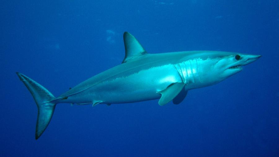 Brasileiros contribuem para a prática de retirar barbatana de tubarão vivo - Reprodução/Wikimedia Commons