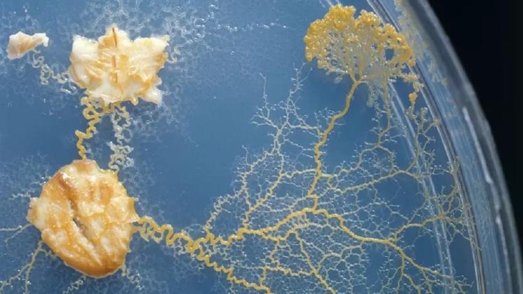 bbc - Science Photo Library - Science Photo Library