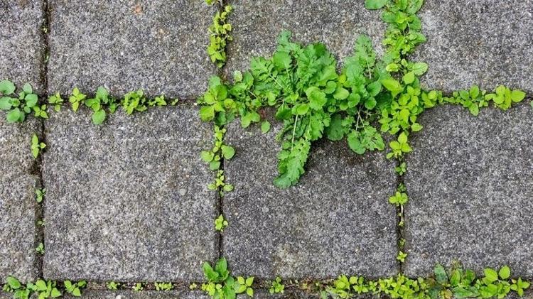 Plante poussant entre le béton - Getty Images - Getty Images
