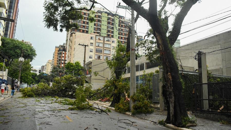Temporal derrubou árvores em avenida na Vila Mariana, bairro da zona sul de São Paulo