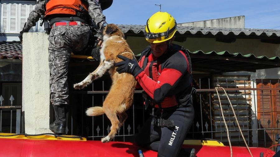 Cachorro é retirado de telhado de casa alagada no Vale do Taquari (RS); equipes do Corpo de Bombeiros de SC foram enviadas à região para ajudar no resgate - Ricardo Wolffenbüttel / Secom 
