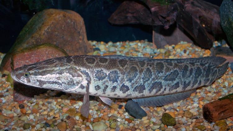 Órgão do Missouri sugere a eliminação do peixe cabeça-de-cobra Órgão do Missouri sugere a eliminação do peixe cabeça-de-cobra