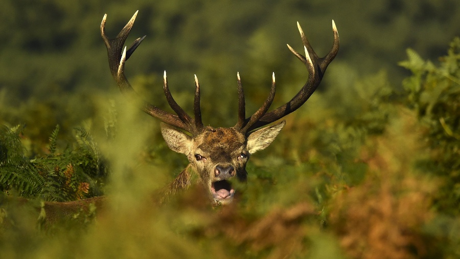 Vítima não estaria usando roupa adequada para caçar cervos, segundo porta-voz  - Toby Melville/Reuters