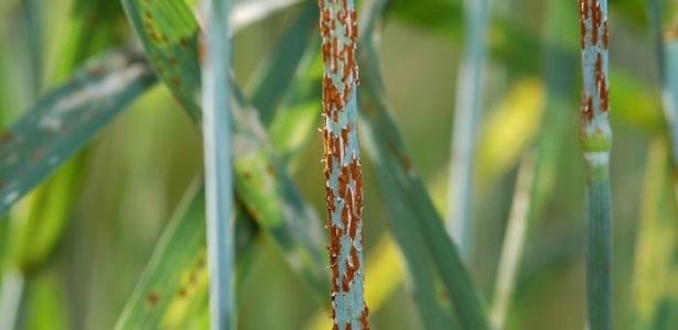 Uma das doenças que ameaçam invadir a Europa é a ferrugem do caule do trigo, causada pelo fungo conhecido como Ug99 - Departamento de Agricultura dos EUA