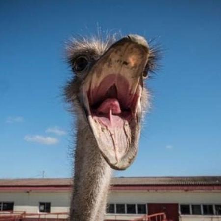 A palavra avestruz já é uma das mais buscadas pelos cubanos no Google - BBC