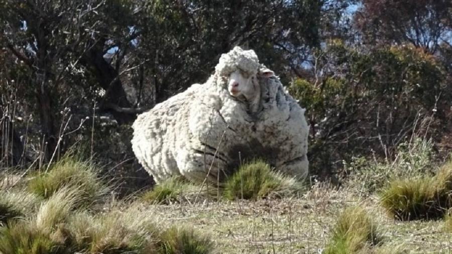 A ovelha australiana Chris foi encontrada em 2015 vagando sozinha com mais de 40 kg de lã - RSPCA ACT/Reuters