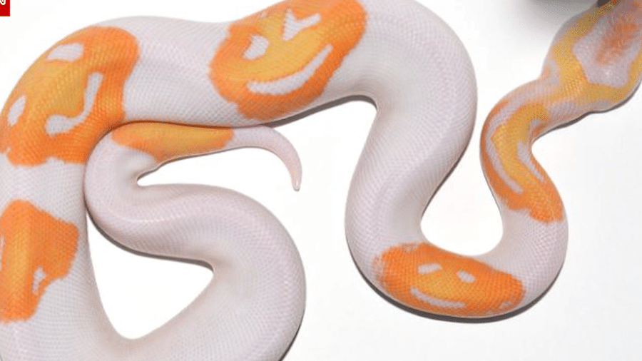Cobra nasce com manchas de rostos sorridentes em seu corpo - Reprodução/CNN