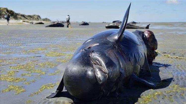 Military sonar is believed to be one of the causes of some whale species landing on beaches and dying - Getty Images - Getty Images