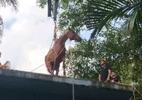 Vídeo: Cavalo é resgatado em laje após ficar ilhado em enchente em SP - Divulgação/Defesa Civil de São Paulo