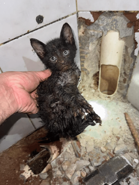 Gato ficou preso por horas em tubulação na cidade de Valinhos - Corpo de Bombeiros