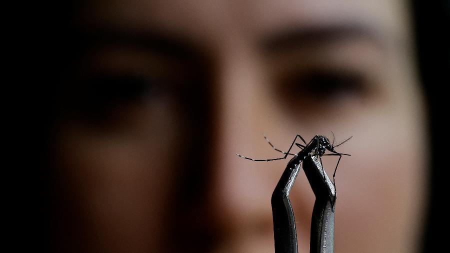 País tinha 400.197 casos de dengue no mesmo período de 2023, segundo o Ministério da Saúde