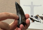 Estudo dos dentes diz que T. rex tinha sangue quente, semelhante a humanos (Foto: UCLA/Reuters)