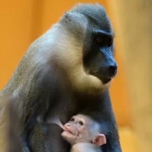 10 Melhores Vídeos Mais Engraçados Do Macaco 2015 