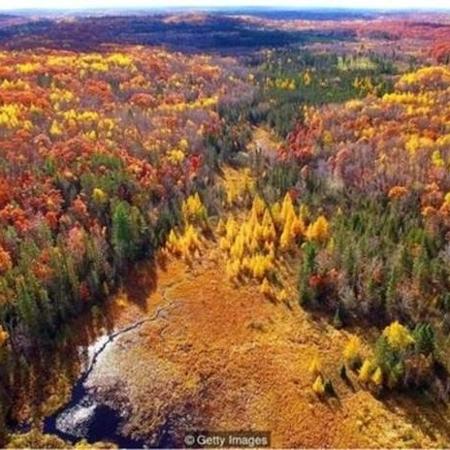 O enorme fungo descoberto por Jim Anderson e seus colegas vive sob uma floresta na península de Michigan há 2.500 anos  - Getty Images