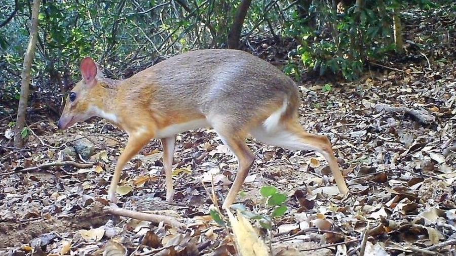 Espécie do cervo-rato foi catalogada pela primeira vez no início do século 20. Sua última aparição havia sido registrada em 1990 - Global Wildlife Conservation