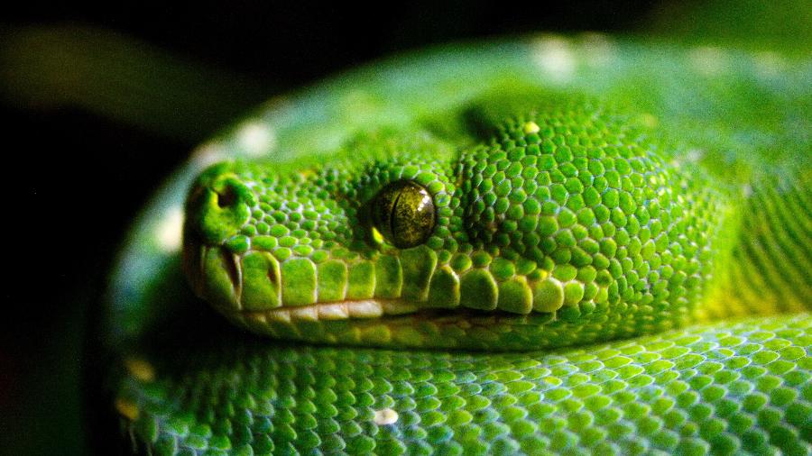 Imagem ilustrativa de serpente verde - Marka/Universal Images Group via Getty Images
