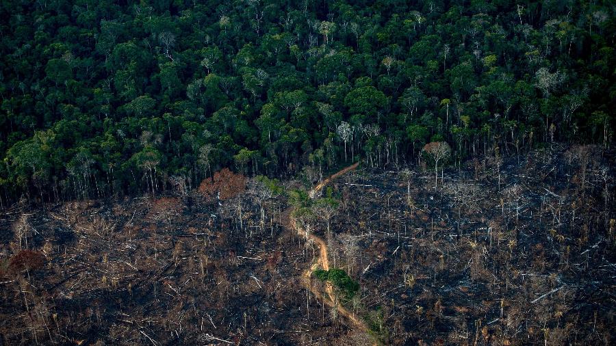 A vista aérea mostra uma área desmatada da floresta tropical da Amazônia em Lábrea, estado do Amazonas, Brasil, em 15 de setembro de 2021  - MAURO PIMENTEL / AFP