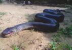 Anaconda: Sucuri gigante é morta ao atacar cachorro; polícia investiga caso - Reprodução/Facebook