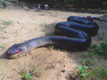 Butantan pesquisará sucuri gigante cuspindo cobra; como isso