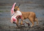 Foto de gato selvagem caçando flamingo ganha prêmio de imagens de natureza; veja outras premiadas - DENNIS STOGSDILL / NATURE TTL
