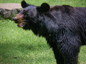 Família come espeto de carne de urso e pega infecção rara nos EUA
