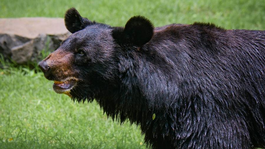 Urso-negro, animal típico dos EUA e do Canadá