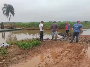 Temporais destroem plantações de arroz orgânico do MST: 'Ano quase perdido'