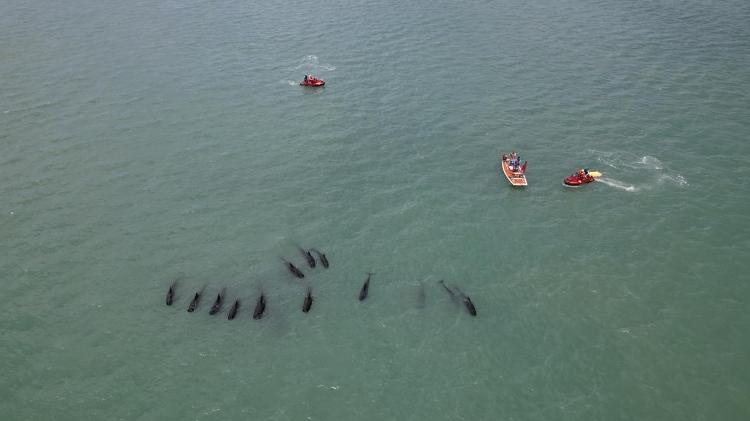 Operação tenta conduzir baleias para alto-mar