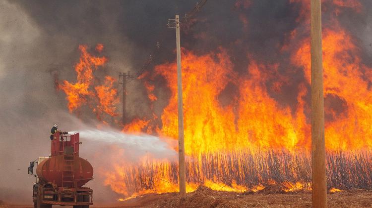 24.ago.2024 - Incêndio em plantação de cana-de-açúcar em Dumont, SP