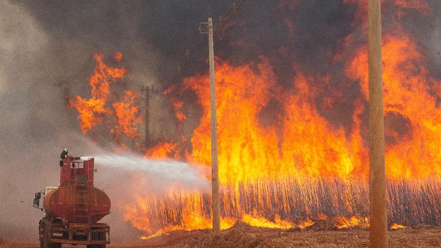 Incêndio em plantação de cana de açúcar em Dumont, SP, em 24 de agosto de 2024