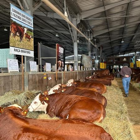 Gado da raça Braford, na Expointer 2024