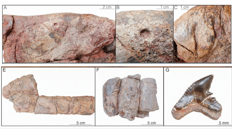 Fóssil encontrado guarda perfurações de mordidas de crocodilo (registradas nas imagem na fileira de cima) e de tubarão (na fileira de baixo)