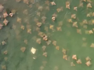 Arraia albina é flagrada com cardume em praia no ES; veja vídeo