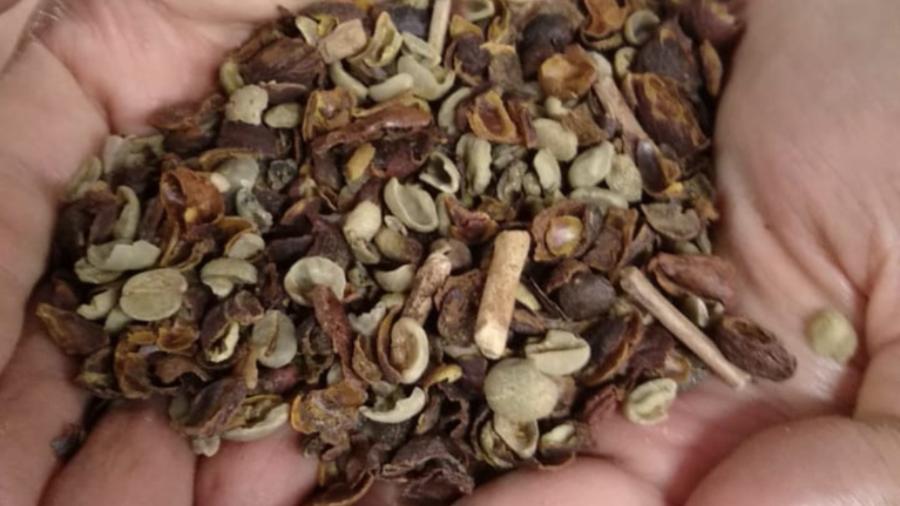Café só pode ter 1% de impurezas Café só pode ter 1% de impurezas