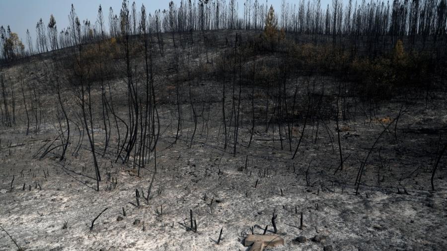 Árvores queimadas em incêndio florestal em Cardigos, em Portugal - Rafael Marchante/Reuters