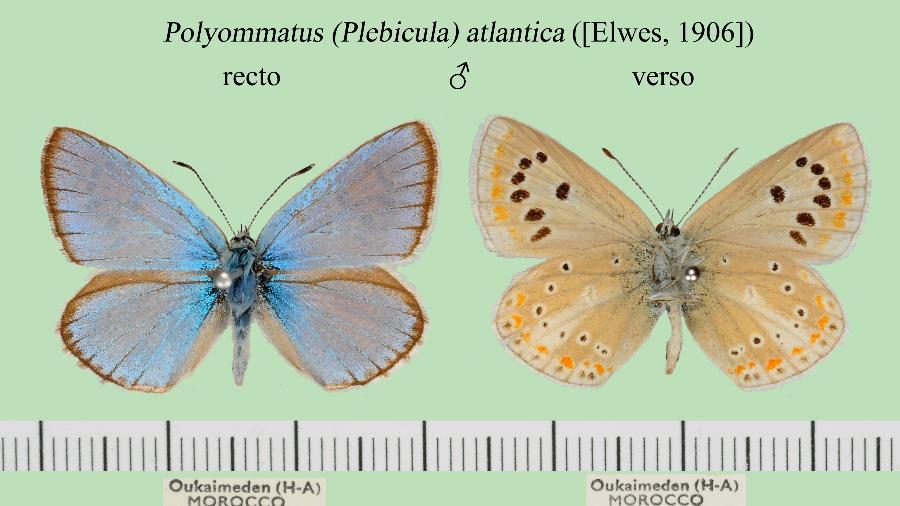 Borboleta Polyommatus atlantica - Divulgação