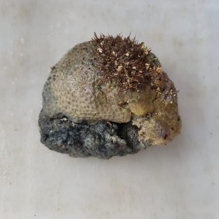 Coral - Patrícia Eichler - Patrícia Eichler