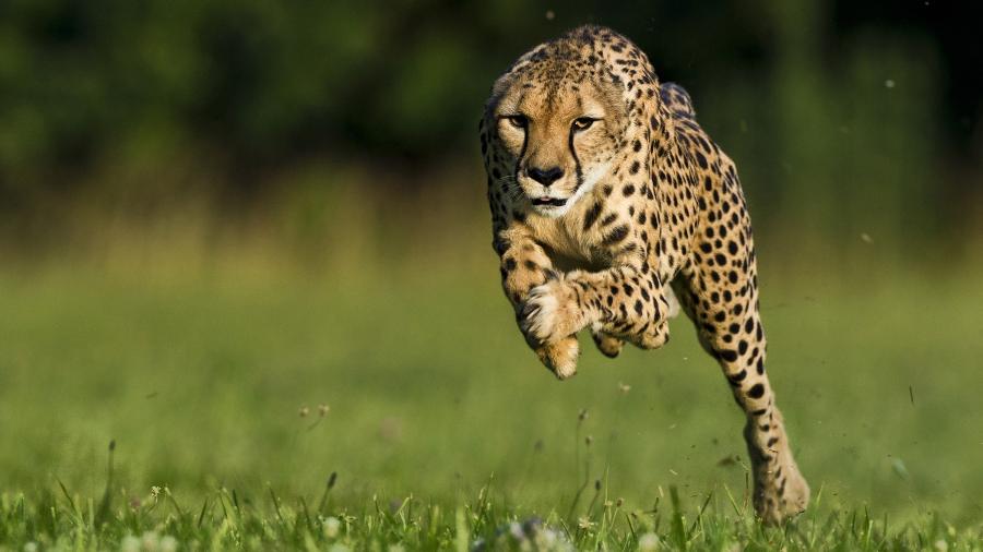 Guepardos atingem mais de 100 km/h, mas não são considerados os mais rápidos do mundo - Ken Geiger/National Geographic Magazine/Reuters