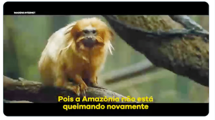 Imagens de mico-leão na Mata Atlântica foi usado em vídeo sobre queimadas na Amazônia - Reprodução