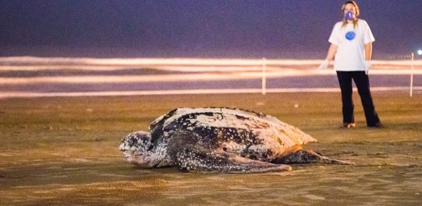 Tartaruga gigante reaparece em praia | Após 2 semanas, animal retornou a Itanhaém para pôr ovos na areia