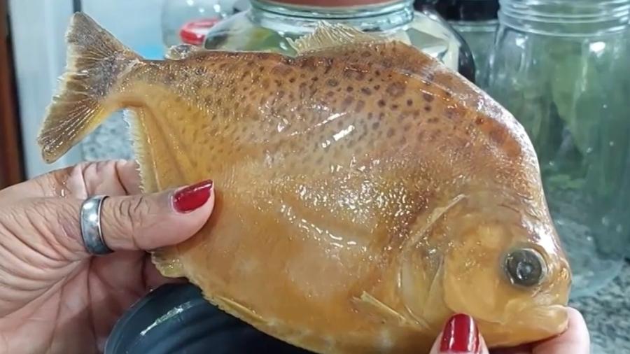 Espécie de piranha com manchas semelhantes à pele de uma onça recebeu nome de "Juma" - TV Globo/Reprodução