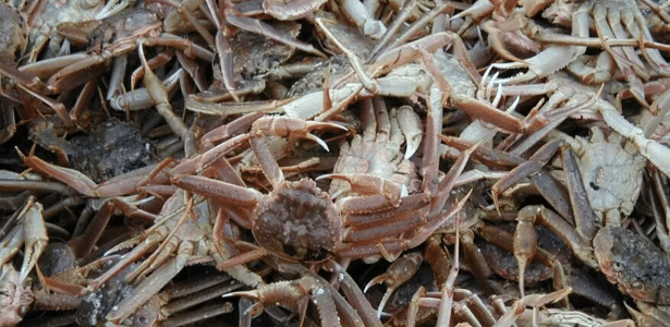 A pesca de caranguejos-das-neves no Alasca teve que ser suspensa pela primeira vez