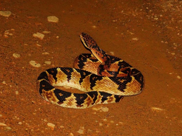 Lavrador picado por serpente venenosa gigante é salvo por