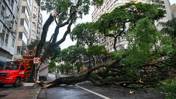 Temporal derruba árvores na capital paulista. Na foto, árvore caída na rua Maria Paula, região central