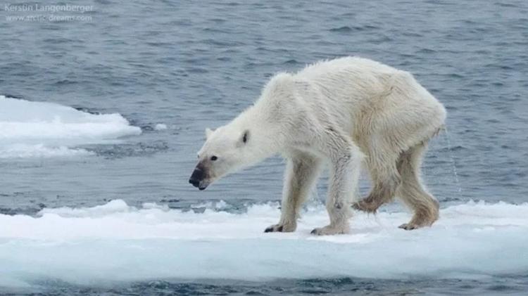 Urso polar em uma banquisa de gelo na região do Ártico norueguês