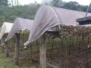 'Lama tomou uvas e máquinas', diz dona de vinícola que perdeu R$ 300 mil