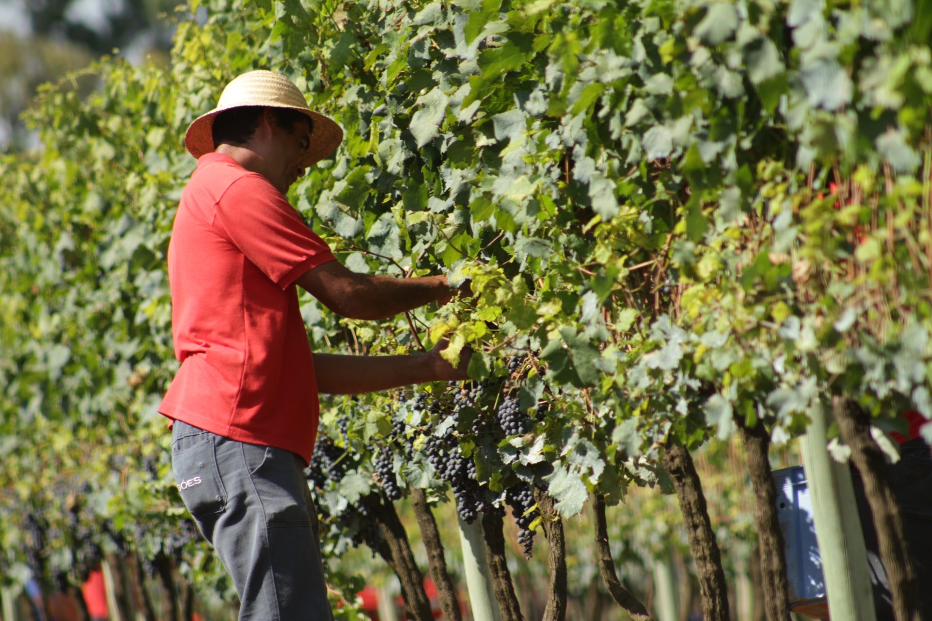 Funcionário colhe uvas de videiras da Vinícola Góes, de São Roque (SP) - Divulgação