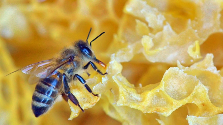 Apenas nos últimos três meses, 500 milhões de abelhas foram encontradas mortas - IStock